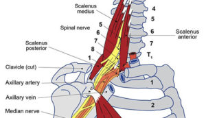 Cervical Region | Southern Ontario College of Osteopathy